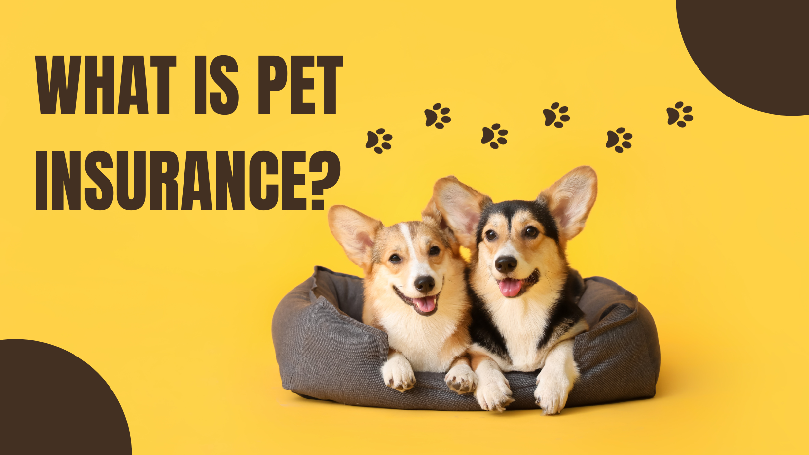  Best Affordable Pet Insurance