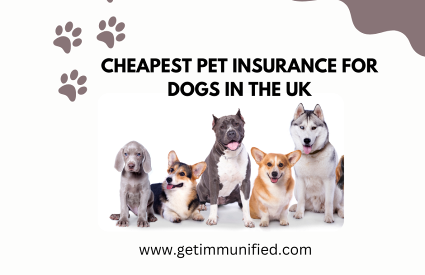 Cheapest Pet Insurance for Dogs In The UK