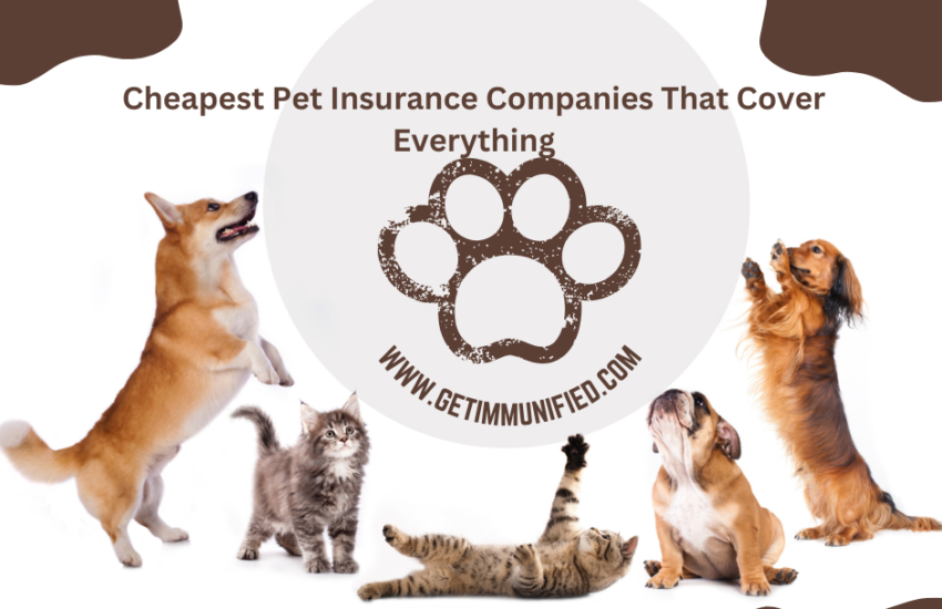 Cheapest Pet Insurance Companies That Cover Everything