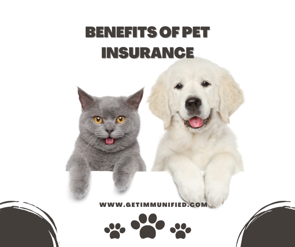 Cheapest Pet Insurance Companies That Cover Everything